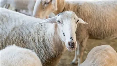 استعدادًا لعيد الأضحى.. كم عمر الأضحية؟