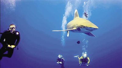 خاص| رئيس اتحاد الغوص: مواجهة القرش «بسيطة» ونقدم الحل عبر مبادرة كاملة 