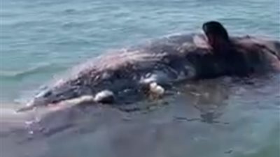 حوت متحلل.. مدير محمية أشتوم الجميل يكشف حقيقة ظهور قرش بغاطس المتوسط