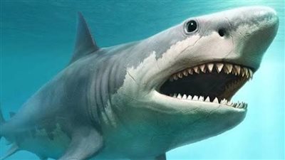 أستاذ بيئة يكشف تفاصيل البدء في تحليل سلوك قروش البحر الأحمر (فيديو)