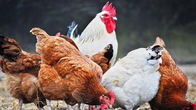 تراجع أسعار الفراخ اليوم 12 يونيو.. تعرف على سعر البانيه والدبابيس والوراك فى مصر  