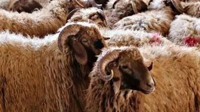 الشروط الواجب توافرها في الأضحية السليمة وعيوب احذرها