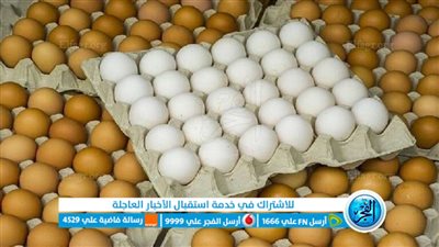 عاجل | ارتفاع أسعار البيض اليوم.. والكرتونة تتخطى 130 جنيه