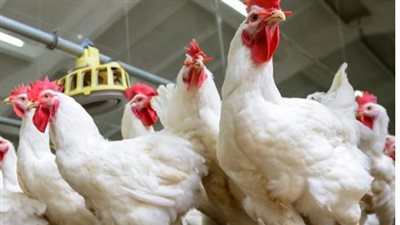 بعد قرار البنك المركزي.. أسعار الدواجن اليوم الخميس 22 يونيو 2023