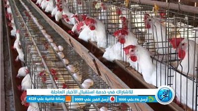 أسعار الفراخ البيضاء اليوم الجمعة 16يونيو 2023