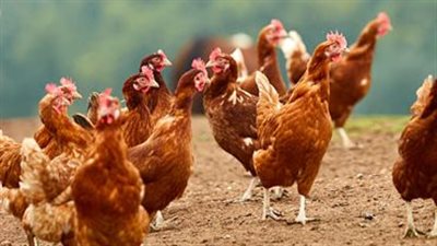 عاجل.. مفاجأة بشأن أسعار الدواجن خلال الـ 3 أشهر الماضية (تفاصيل)