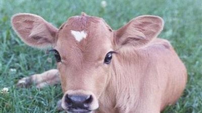  الغرف التجارية بالجيزة: ذبح الكثير من رؤوس الماشية تؤثر سلبًا على إنتاج المواد الغذائية 