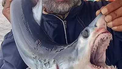 محافظة الإسكندرية ترد على صور اصطياد قروش صغيرة