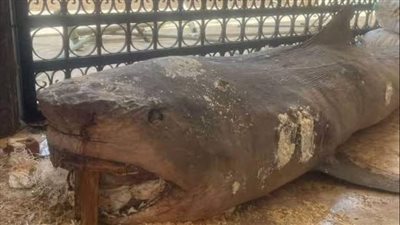 تعليق مستشار برنامج المناخ العالمى على وفاة سائح روسي بسبب قرش الغردقة