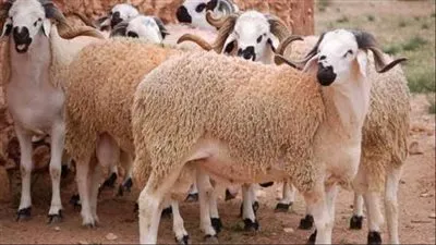 سعر الكيلو 170 جنيه.. أسعار الخراف بالمجمعات الاستهلاكية 
