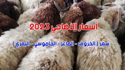 سعر الأضحية 2023.. إليكم أسعار الأضاحي هذا العام (من 4 آلاف إلى 65 ألف جنيه)