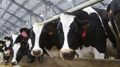 أسعار الأضاحي 2023.. العجل البقري بـ 40 ألف جنيه