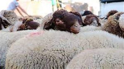 أسعار لحوم الأضاحي اليوم في محافظة دمياط