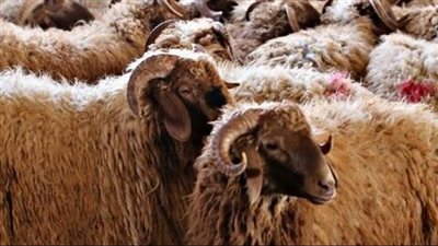 أسعار لحوم الأضاحي اليوم في محافظة كفر الشيخ