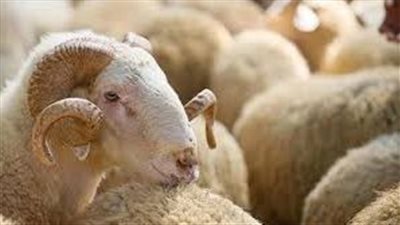 “سلامة الغذاء” تؤكد أهمية حملة توعية ذبح الأضاحي: لحماية الصحة العامة والبيئة
