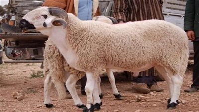 تعرف على موعد أجازة عيد الأضحى المبارك 2023 للقطاع الحكومي والخاص 