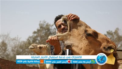 مزاد الإبل.. سوق الجمال يضج بالزوار قبل عيد الأضحى (صور)