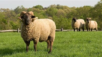 أضاحي العيد الكبير.. تعرف على أسعار اللحوم اليوم في جميع أنحاء الجمهورية