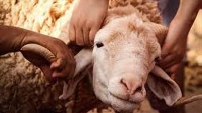 عيد الأضحى 2023.. كيفية اختيار الأضحية السليمة ونصائح مهمة لتجنب شراء المصابة بالأمراض