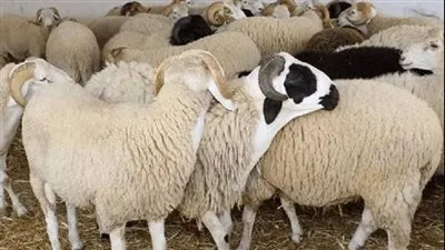 الزراعة: 306 أطباء بيطريين يشاركون في بعثة 