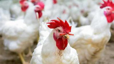 هل تؤثر الموجة الحارة على أسعار الدواجن؟.. الاتحاد العام للمنتجين يجيب