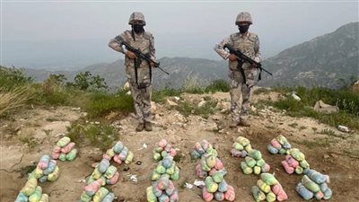 السعودية: إحباط تهريب 188 كيلوجرامًا من نبات القات المخدر