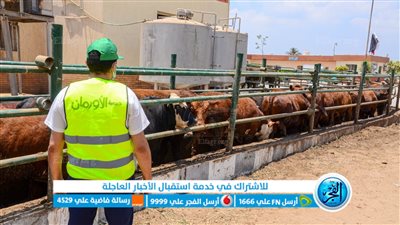 مليون و350 ألف كيلو لحوم من الأورمان بمحافظات الجمهورية خلال عيد الأضحى 