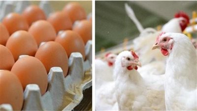 محلات الفراخ تعود للعمل..أسعار 