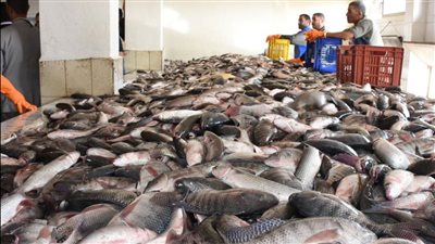 الزراعة: مصر الأولى بالشرق الأوسط وإفريقيا والثالثة عالميا في إنتاج الأسماك