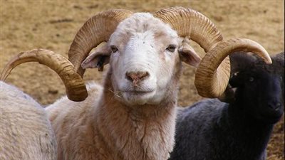 قبل الوقفة بيوم.. تموين الأقصر: توافر اللحوم البلدي والضاني بالمنافذ بأسعار مخفضة 