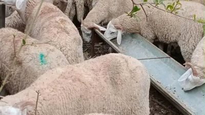 عيد الأضحى 2023.. ما هو الأفضل في الأضحية من أنواع الأنعام؟