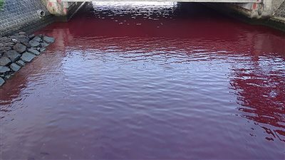 شاهد.. سبب تحول بحر في اليابان للون الأحمر الدموي