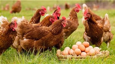 الفراخ البيضاء والبيض.. أسعار الدواجن اليوم 5 يوليو 2023 فى الأسواق المحلية