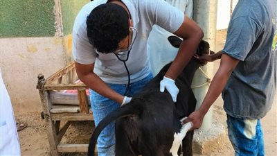 بيطرى قنا: مناظرة 302 حيوان وطائر خلال قافلة مجانية بقرية المراشدة