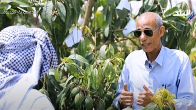 استشاري يكشف رقمًا كبيرًا مستهدفًا للتصدير من المانجو (فيديو)