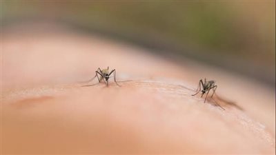 عاجل.. تصريح جديد من وزير الصحة عن المرض الغريب في قنا (فيديو)