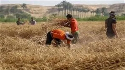 طفرة زراعية بعهد السيسي.. كيف ستنجح مصر في مواجهة أزمة الحبوب المتوقعة؟