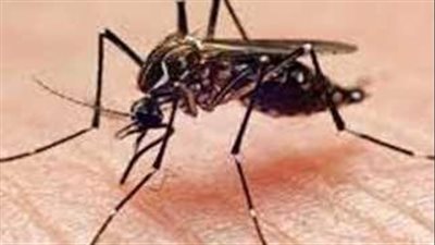 علاج حمى الضنك.. استخدم هذه الأدوية للتعافي