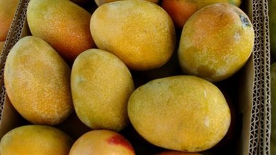 عاجل| المانجا والفراولة أكثر الفواكه المصرية تصديرا الأسبوع الماضي