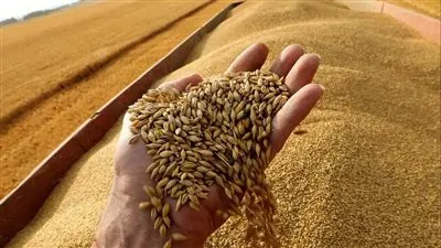 هل مخزون الأقماح في مصر آمن؟.. 