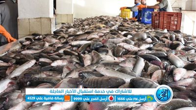 أسعار الأسماك اليوم الأربعاء 23-8--2023 في الدقهلية 