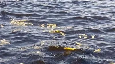 صور قديمة وصيد في حرم الميناء.. مسؤول يكشف حقيقة نفوق الأسماك بالإسكندرية 