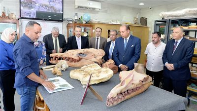 اكتشاف جديد لمركز الحفريات بجامعة المنصورة.. فرعون الحيتان عمره 41 مليون سنة (صور)