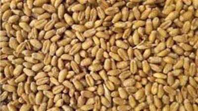 أستاذ الاقتصاد الزراعي يكشف تداعيات انسحاب روسيا من اتفاقية الحبوب 