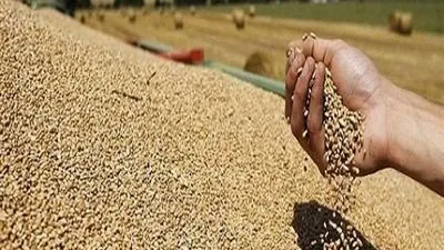 يرتفع ل 250 دولار للطن.. أسعار القمح الروسي تواصل مكاسبها الأسبوعية