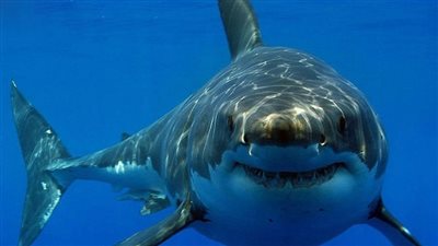 إغلاق اللايت هاوس واللاجونا.. يحدث في دهب بعد ظهور سمكة قرش 