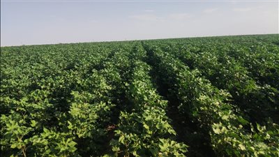 مركز تغير المناخ يوجه توصيات للمزارعين للتعامل خلال الشتاء