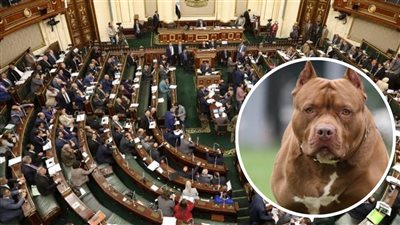 6 أهداف لقانون حيازة الحيوانات الخطرة واقتناء الكلاب