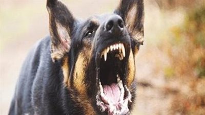 اعترافات المتهمين بتعذيب كلب المقطم: 