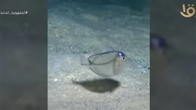 معهد علوم البحار عن السمك الشفاف: 